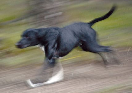 Naturskyddsföreningen försöker få ett förbud mot jakt med drivande hund inom vargrevir. Andra krav är att vargpinglor på hunden måste användas i vargområden och att hundförare ska ha en egen jägarexamen.
