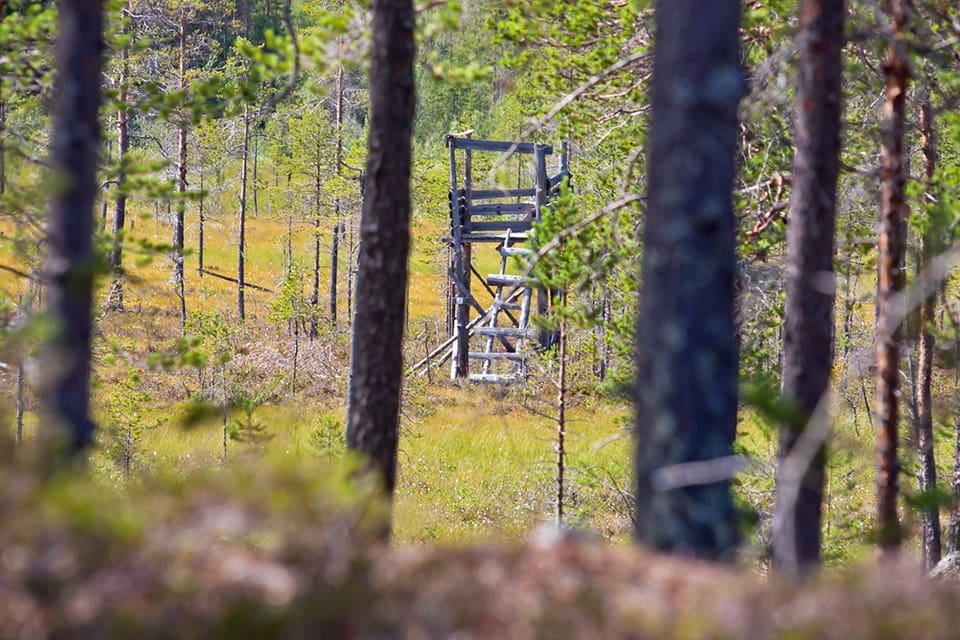 Flera jaktlag i Västerbotten vill hoppa av det nya systemet för älgskötselområden, då de tycker att skogsbolagen sätter för stora tilldelningar.