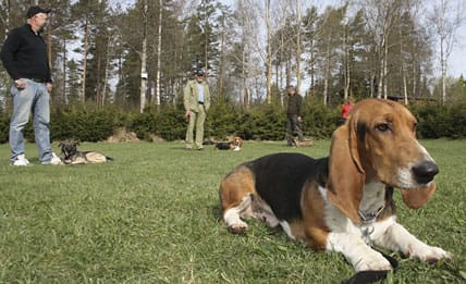 I början av 2000-talet upptäcktes sjukdomen också bland hundar av rasen basset artesien normand. Det finns fall där hundar med sjuka syskon gett så mycket som 35 avkommor och 19 barnbarn. Jambo på bilden har släktingar som avlivats på grund av lungödem.