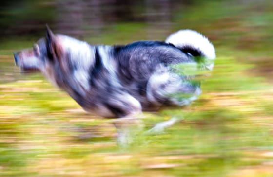 Att låta älghunden jaga runt bland boskap kan leda till problem för ägaren (Arkivbild)