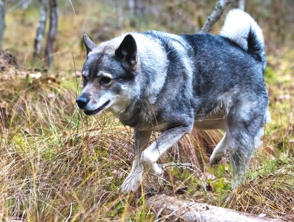 Jämtens popularitet som jakthund, även för grisjakt, gör att den är näst störst i rasligan. Endast labbarna har fler nyregistreringar hos kennelklubben. Gråhund kommer först på plats 13.