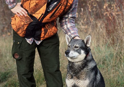 Att utrusta sin hund med pingla är liktydigt med att fullt medvetet erbjuda sin trogna jaktkamrat som rovdjursföda, skriver Jonas Andersson. Hundföraren på bilden använder inte pingla som skydd mot vargangrepp.