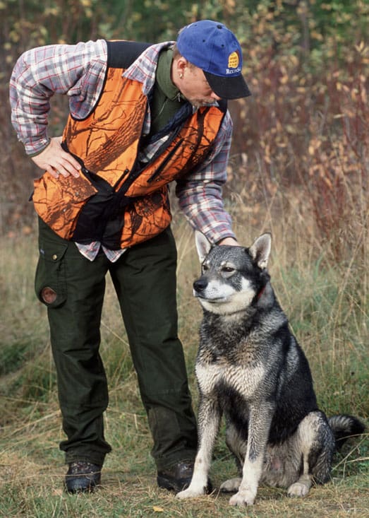 Att utrusta sin hund med pingla är liktydigt med att fullt medvetet erbjuda sin trogna jaktkamrat som rovdjursföda, skriver Jonas Andersson. Hundföraren på bilden använder inte pingla som skydd mot vargangrepp.