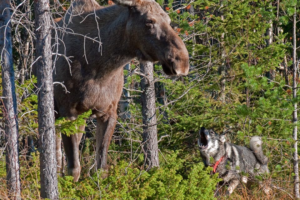 Ståndskallen på en älgko slutade med att jämten i Ljusdals kommun attackerades av varg i Prästskogsreviret. Jämten blev förlamad av angreppet och dog på sin husses axlar när den bars mot bilvägen. (Arkivbild)