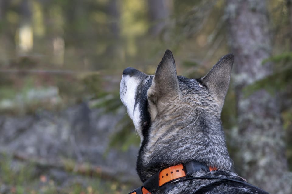 När jämten var ute på björnjakt utanför Falun förföljdes den av en varg, som passerade tio meter från ett pass där en jägare var med i direktsändning av Sveriges Radio. (Arkivbild)