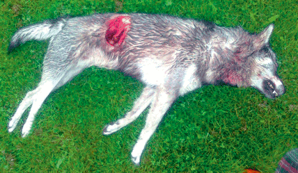 Vargen knäckte nacken på hunden och började sedan äta av den. Jämten dödades när den skulle jaga grävling.