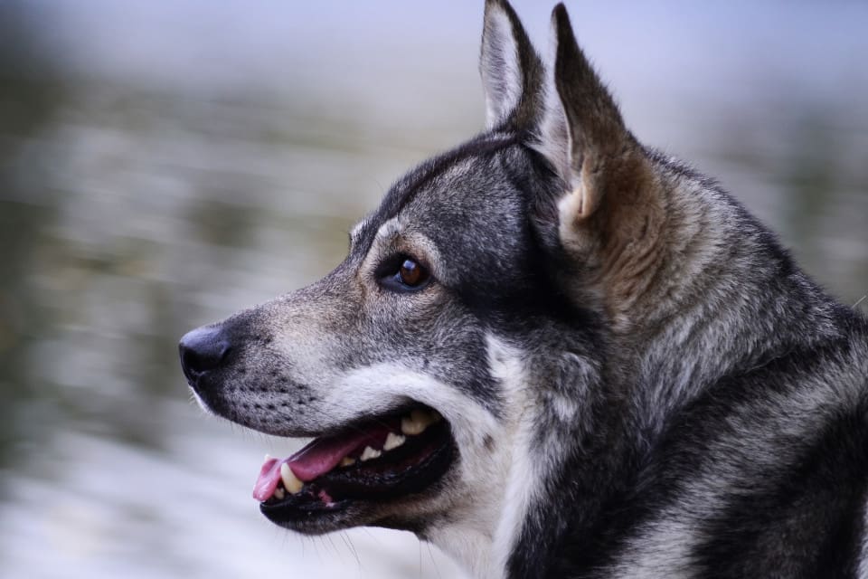 Jämttiken Sally lyckades ta sig loss när hon satt bunden utanför en fikastuga. (arkivbild)