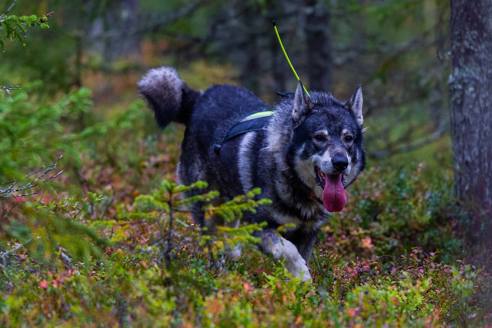 Älgjakten fick ett abrupt och oväntat slut för jämthunden Nico och hans husse i söndags. (arkivbild)
