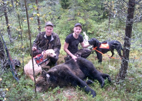 Janne Falk och Jim Olsson vid den 127 kg tunga björnhonan skjuten på Orsa finnmark.