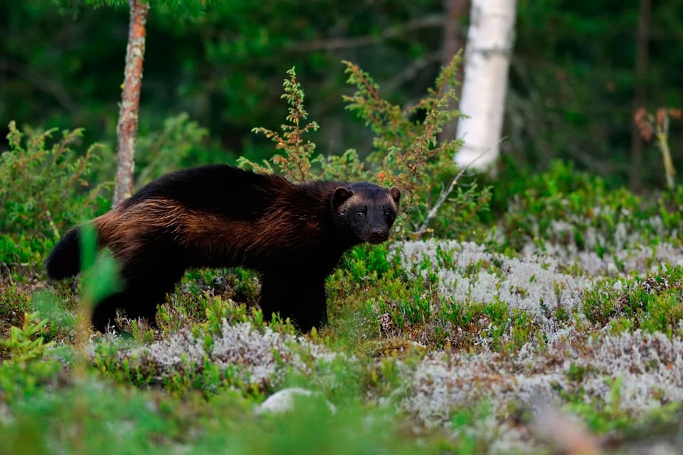 Naturvårdsverket ska utvärdera om det kan bli aktuellt med licensjakt på järv.