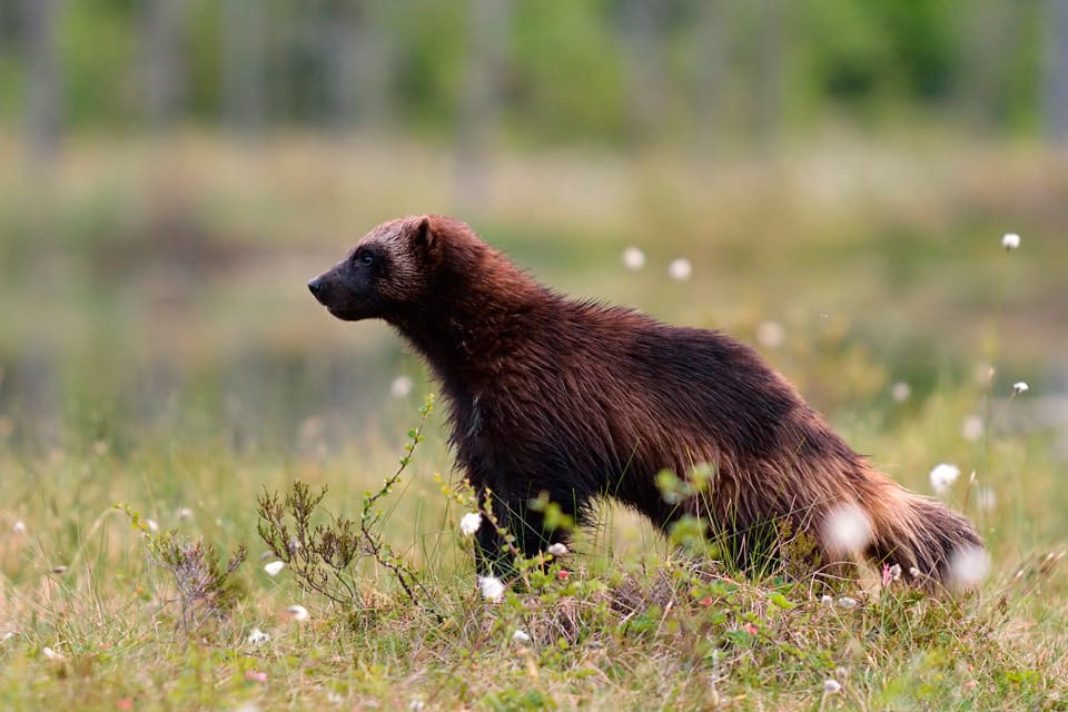 Norska bondeorganisationer vill ha ökad jakt på järv.