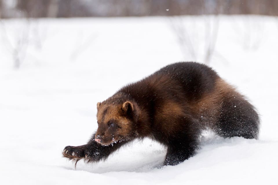 En norsk järv blev fälld vid en rävåtel. (Arkivbild)