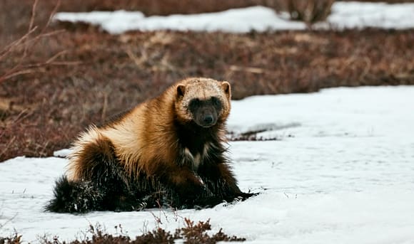 13 norska järvkullar har avlivats vid sina lyor. (Arkivbild)