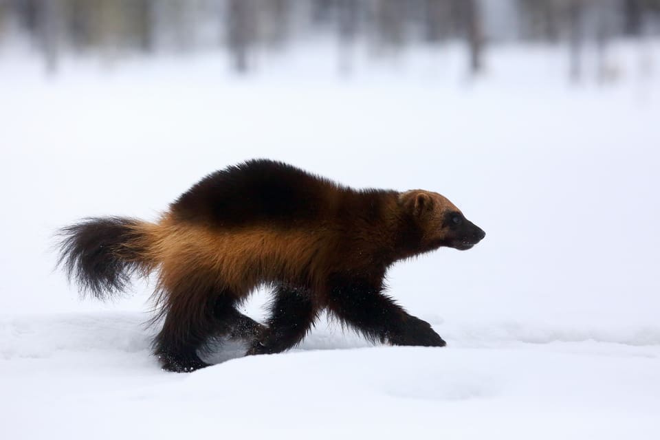 Länsstyrelsen i Norrbotten har tagit ett eget beslut om skyddsjakt på 11 järvar, men det är oklart om de ska stå för kostnaderna. Vanligtvis är det den som ansöker om skyddsjakt som får betala.
