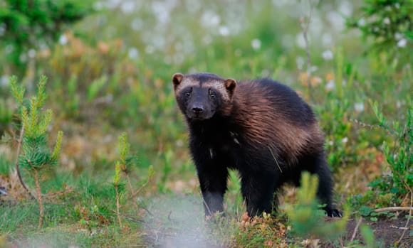 Det finns möjligheter till licensjakt på järv efter att Naturvårdsverket nu sammanställt en förvaltningsplan för arten.