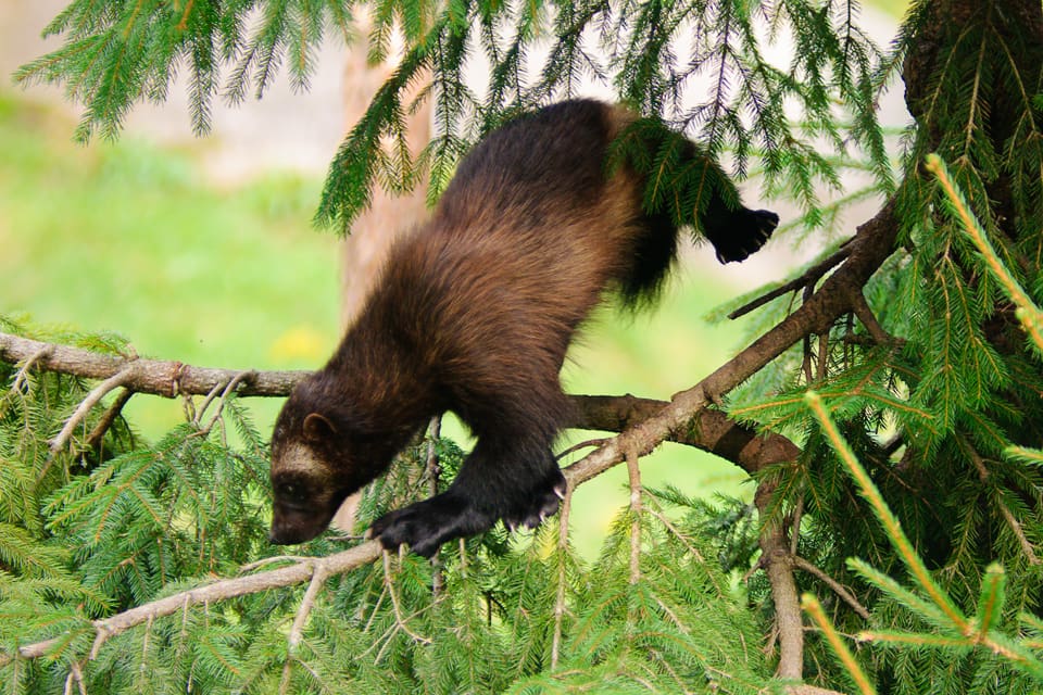 Illegal järvjakt i Jämtland misstänks sedan en fälla och en kameraövervakad åtel hittats vid öppningen till en lya. (Arkivbild)