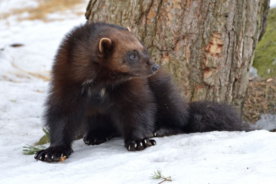 Variationen i dna hos järvarna är i nivå med kraftigt hotade arter som tasmansk pungdjävul och gepard.