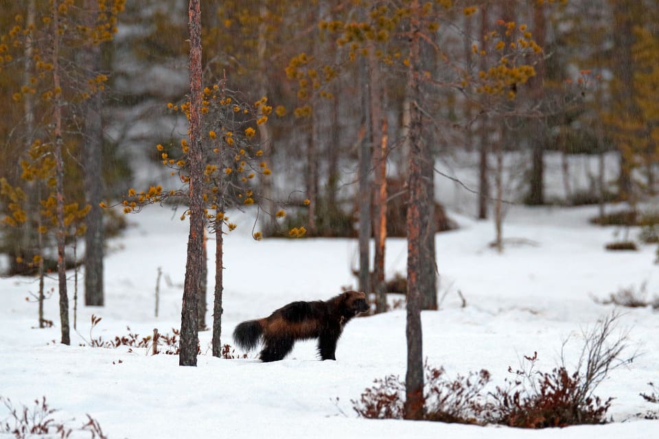 Det fälldes järv i fem av de åtta norska rovviltregionerna under vinterns licensjakt.