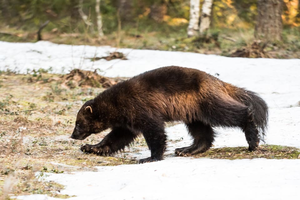 En naturbevakare på Länsstyrelsen Jämtland har sett spår efter en trebent järv och gjort en polisanmälan.