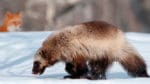 Dåliga spårförhållanden i Jämtland gör att det hittills inte fällts en enda av järv i den historiska licensjakten, där 113 jägare anmält sig för att jaga 15 järvar.