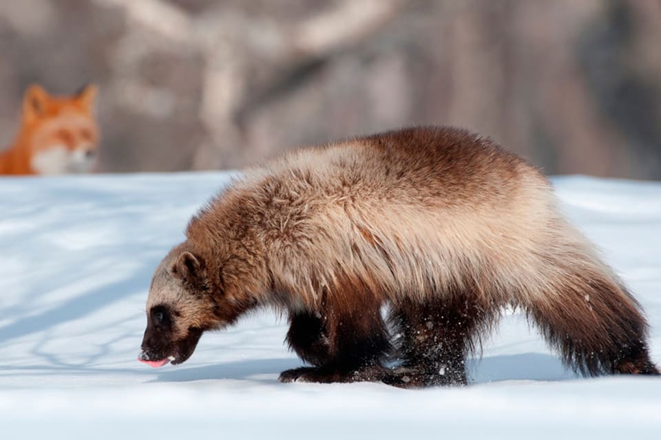 Dåliga spårförhållanden i Jämtland gör att det hittills inte fällts en enda av järv i den historiska licensjakten, där 113 jägare anmält sig för att jaga 15 järvar.