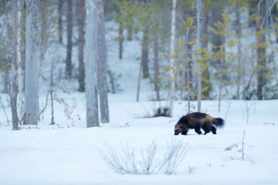 Antalet järvföryngringar i Jämtlands län föreslås öka till hela 34 i stället för nuvarande 23,5