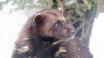 113 jägare anmälde sig som järvjägare i jaktkortsregistret. Men inte en enda järv fälldes under licensjakten.