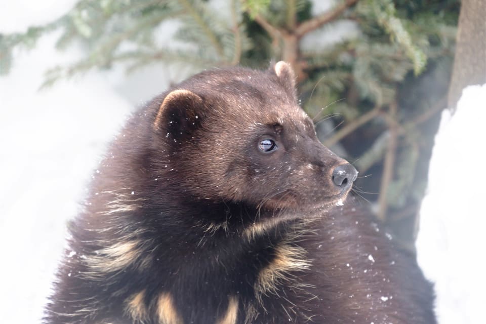 113 jägare anmälde sig som järvjägare i jaktkortsregistret. Men inte en enda järv fälldes under licensjakten.