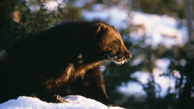 72 järvar har fällts i Norge. Nu ska Miljødirektoratet bedöma om fler behöver avlivas.