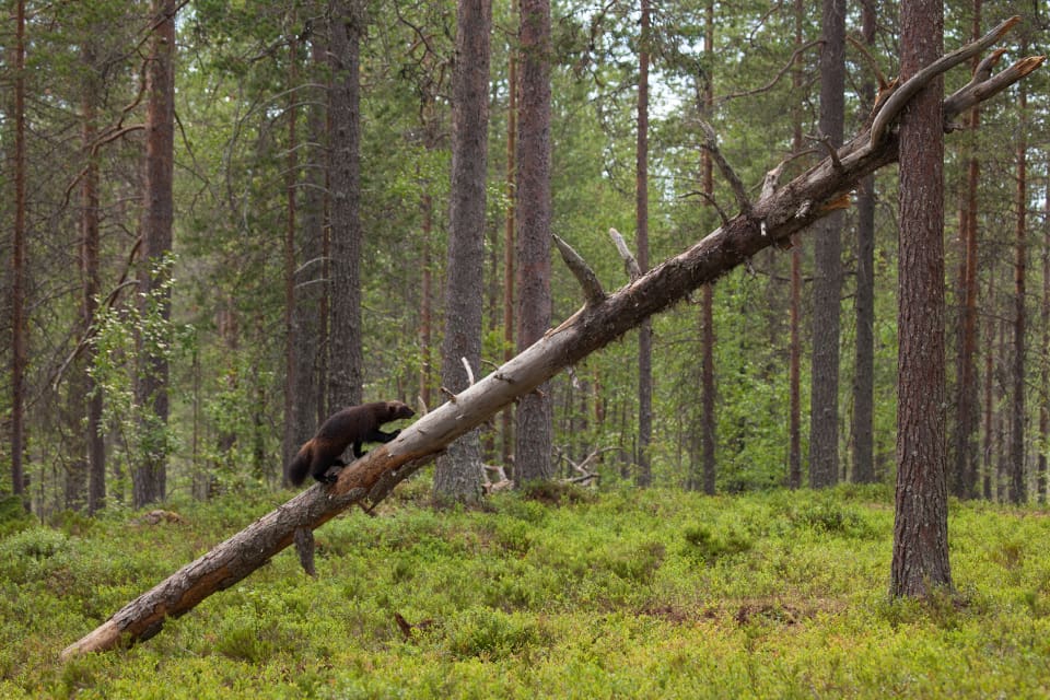 Hur inventerar man järv bäst i snöfattiga områden? Det ska forskare studera i ett av projekten som har fått medel ur viltvårdsfonden.