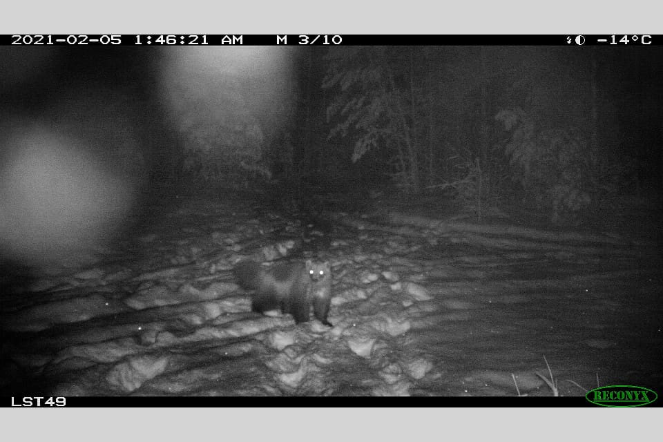 En vuxen järv fångades på bild i norra Västmanland. Djuret har uppehållit sig i området ett tag, till skillnad mot den järv som rörde sig i länet 2009.