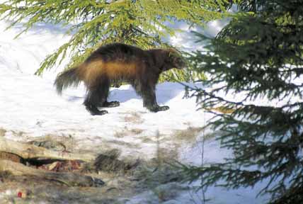 Järven är en predator som river ren. Men tillsammans med lodjur är järven i hög grad asätare. Unik forskning visar att mer än 60 procent av de lodjursriva renarna hade ätits av järv.
