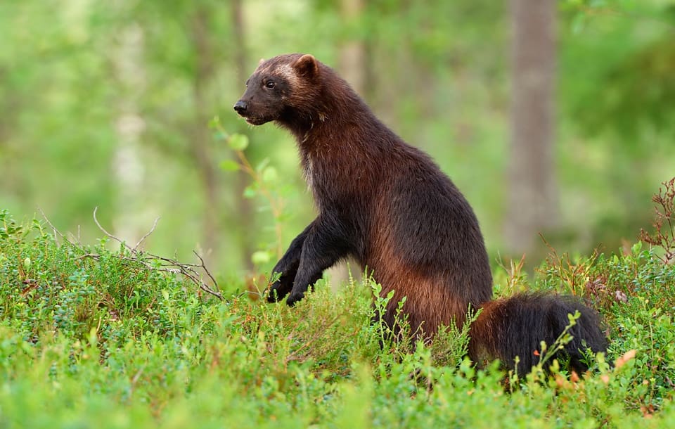 Värmland har tre bekräftade järvrevir i den norra delen av länet.