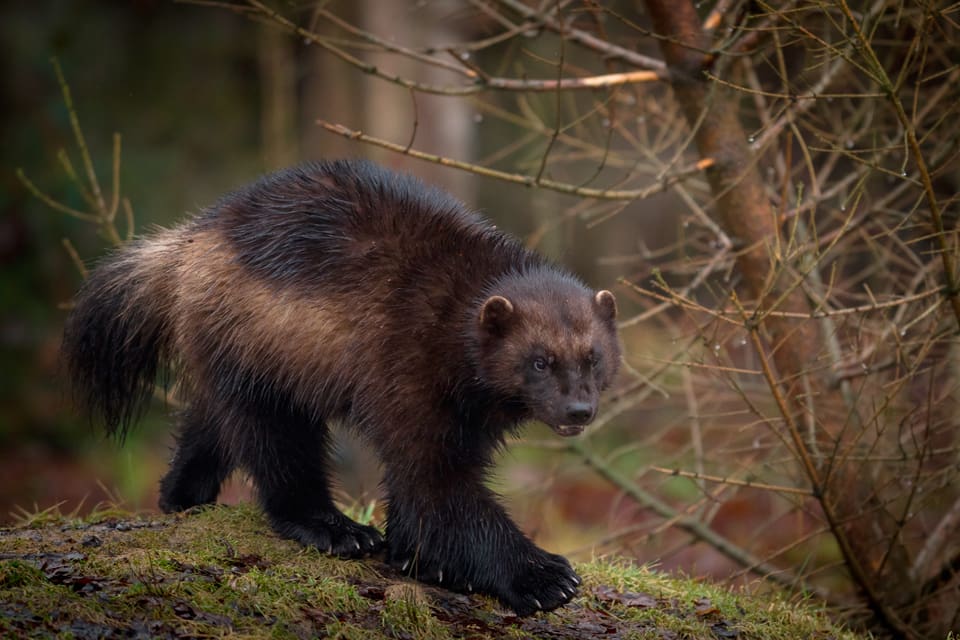 Enligt en kompromiss mellan norrlandslänen får Jämtland en sänkning av miniminivån för järvstammen med cirka 32 järvar.