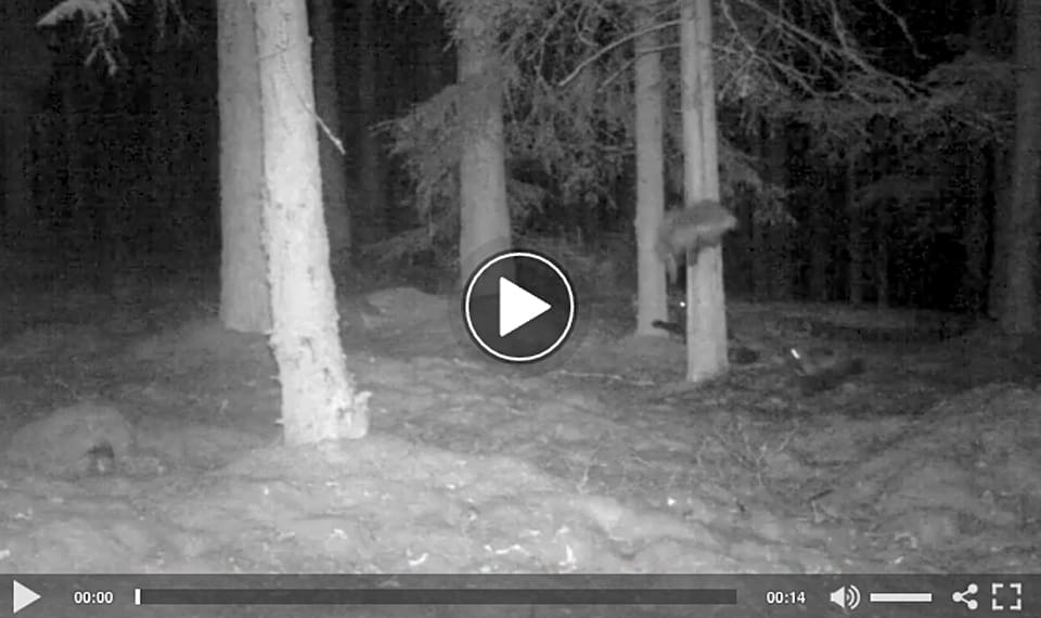 Länsstyrelsen i Dalarna har en åtelkamera som filmat en järvföryngring i den södra delen av Vansbro kommun. På sekvensen syns tre järvar. En av dem hoppar ned från en trädstam och springer iväg.