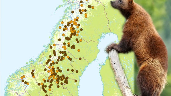 Kartan visar de hittade järvföryngringarna i Norge och Sverige på vårvintern 2018.