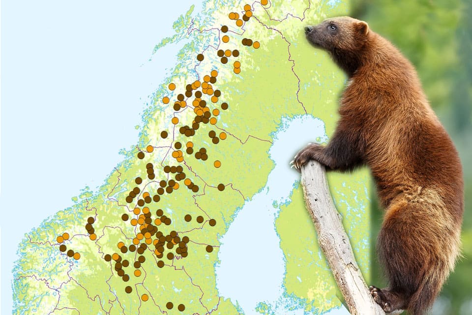 Kartan visar de hittade järvföryngringarna i Norge och Sverige på vårvintern 2018.
