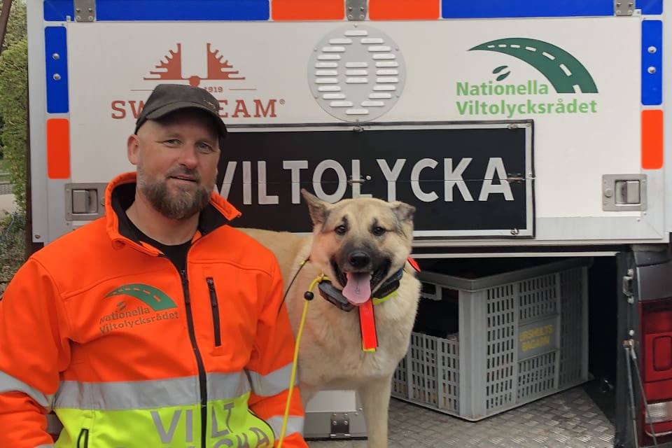 Eftersöksjägaren Johan Ström anser inte att det är lämpligt att anlägga en åtel 20-30 meter från en väg. Här ses han med lajkan Herrman.