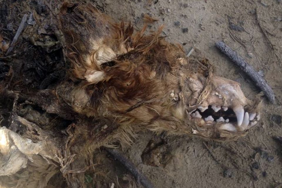 Inte ens ärrade fältarbetaren Per Ahlqvist kunde med ledning av bilden avgöra om kadavret var en hund eller varg.