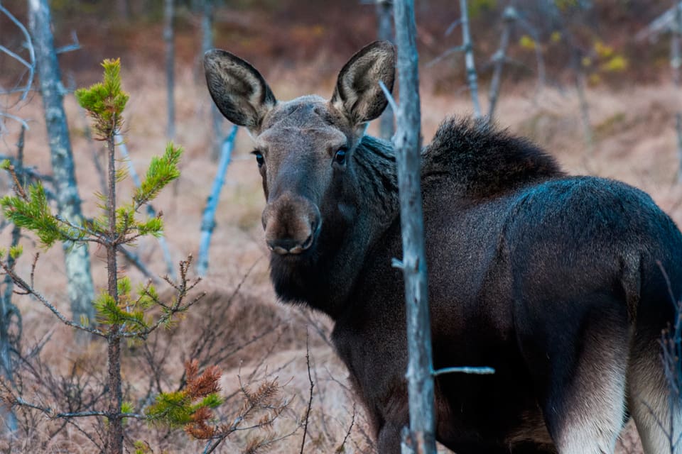Älgstammen i Norrbotten har inte varit så dålig på 13 år, enligt de observationer som gjorts när älgjägare var ute i september. Under den fortsatta älgjakten är rekommendationen att i första hand fälla små älgkalvar.