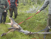 Skjut endast årskalvar på A- och B-områden i årets älgjakt, vädjar de två jägarbasarna i Blekinge.