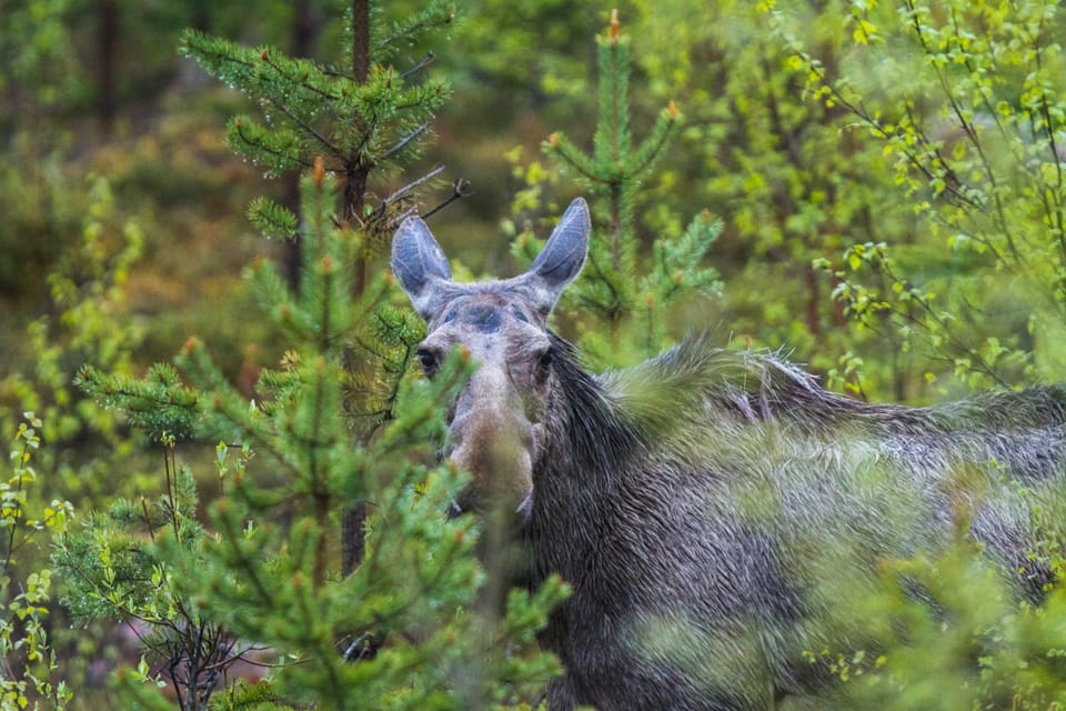 Det var en kalv som dök upp vid åtelplatsen och fälldes när skytten trodde att han siktade på en vildsvinsgalt. (Arkivbild)