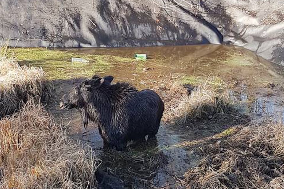 Jägarna som fanns på plats behövde inte avliva tjurkalven som inte kom upp för kanterna till den vattenfyllda gödselbrunnen. Efter cirka 45 minuter. lyckades räddningstjänsten i Hylte dra upp fjolårskalven med rep