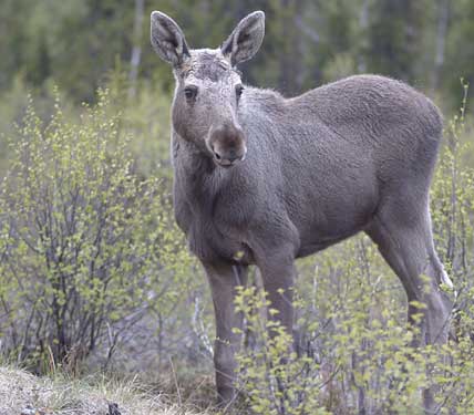 Dalajägarna valde att fokusera jakten på kalvar. Håenlaget hade infört koförbud. Tyfors sköt inga vuxna djur om det inte var 12-taggare. Det fick Stora Skog att se rött. De två jaktlagen har sagts upp från sina marker.