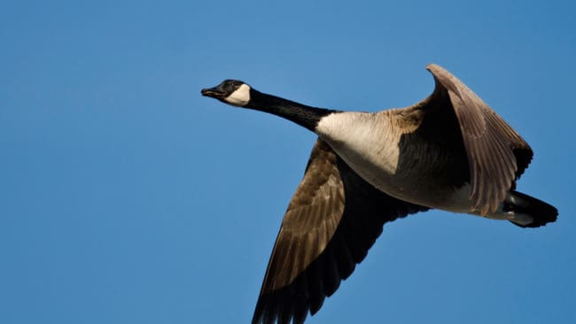 Vellinge har valt att illustrera sin nya slogan med en kanadagås. Det upprör Sveriges ornitologiska förening.