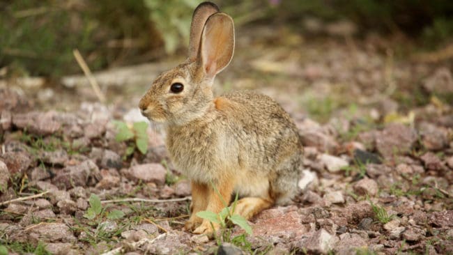 Sonny ”Tex” Gilligan var på väg ut i öknen utanför Las Cruces i New Mexico för att jaga kaniner när olyckan inträffade.