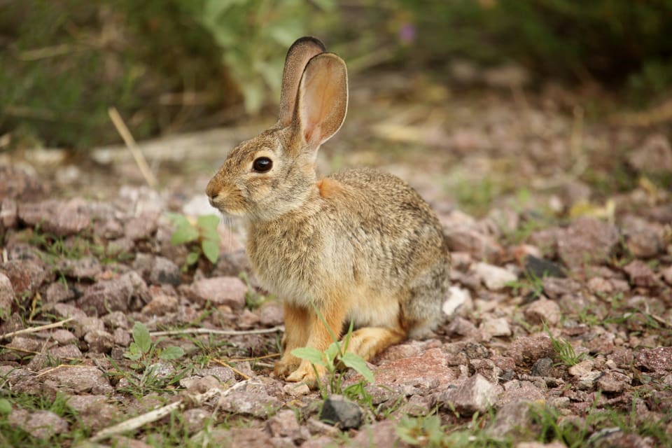 Sonny ”Tex” Gilligan var på väg ut i öknen utanför Las Cruces i New Mexico för att jaga kaniner när olyckan inträffade.