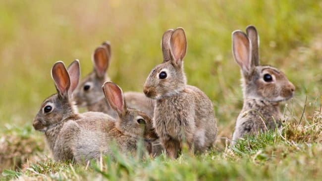 Kaninpest kan ha börjat härja bland de många vildkaninerna i centrala Kalmar. Kommunjägarna letar efter fler sjuka eller avlidna kaniner. (Arkivbild)