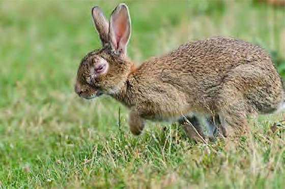 Kaniner i Växjö insjuknar i kaninpest.