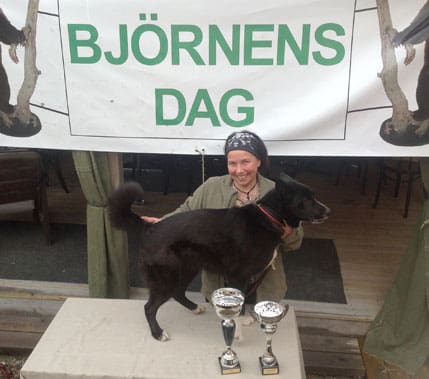 Karelaren Ronja fick högsta poängen vid björntester i Hälsingland i helgen. Matte Eva Rova var mycket glad.